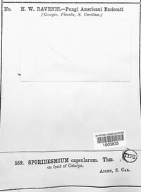 Sporidesmium capsularum image